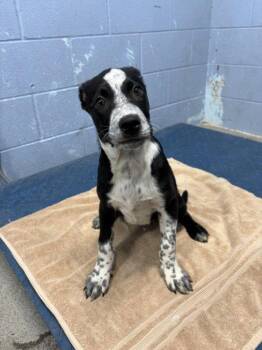 *EEYORE -  Australian Cattle Dog Blue Heeler Dog for Adoption in Woodland, California - *EEYORE | PetCurious