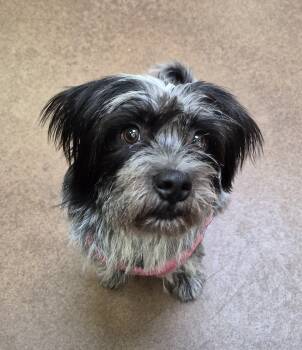 Luna -  Terrier Dog for Adoption in Sierra Vista, Arizona - Luna | PetCurious