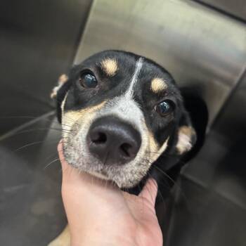 Grande -  Mixed Breed Dog for Adoption in Corbin, Kentucky - Grande | PetCurious