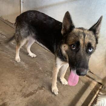 Jazzy -  German Shepherd Dog Dog for Adoption in Edinburg, Texas - Jazzy | PetCurious
