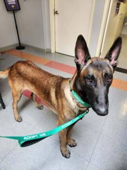 Salem - Located in TX -  Belgian Shepherd Malinois Dog for Adoption in Imlay City, Michigan - Salem - Located In TX | PetCurious