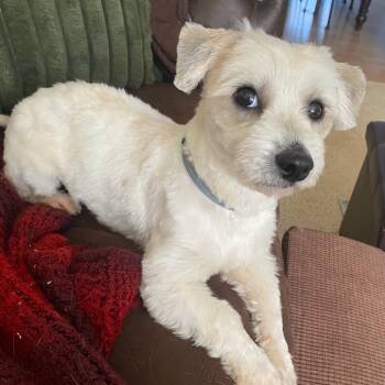 Rescue Mixed Breed Dogs for Adoption in Rockville, Maryland - Nutter Butter | PetCurious