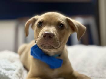 Labrador Retriever Dogs Available for Adoption in Phoenix, Arizona - Taco | PetCurious