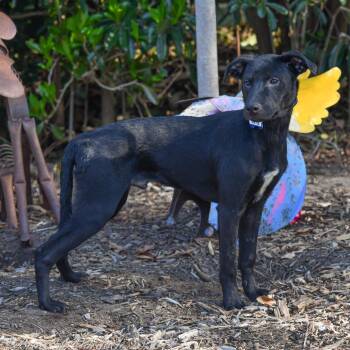 Labrador Retriever Dogs Available for Adoption - Justice | PetCurious