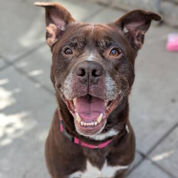 Bulldozer -  Mixed Breed Dog for Adoption in Pittsburgh, Pennsylvania - Bulldozer | PetCurious