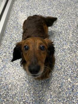 Kai -  Dachshund Dog for Adoption in Angola, Indiana - Kai | PetCurious