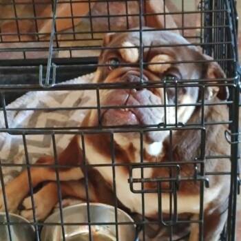 Charlie Girl -  English Bulldog Dog for Adoption in Ada, Minnesota - Charlie Girl | PetCurious