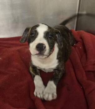 Bonnie -  Pit Bull Terrier and Mixed Breed Dog for Adoption in Westland, Michigan - Bonnie | PetCurious
