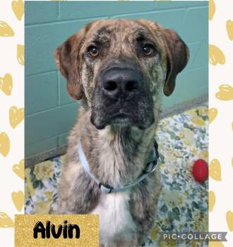 Alvin -  Anatolian Shepherd and Mixed Breed Dog for Adoption in Iron River, Michigan - Alvin | PetCurious