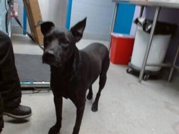 MAX -  Australian Cattle Dog Blue Heeler and Labrador Retriever Dog for Adoption in Albuquerque, New Mexico - MAX | PetCurious