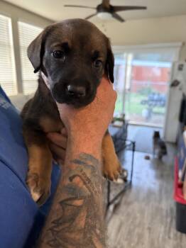 Labrador Retriever Dogs Available for Adoption in Penryn, California - Ginger | PetCurious