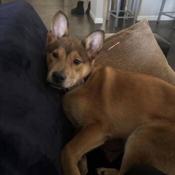 Shepherd Dogs Available for Adoption - CT Bruce | PetCurious