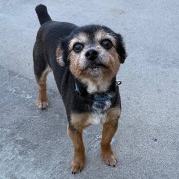 Oreo -  Yorkshire Terrier Dog for Adoption in Tulsa, Oklahoma - Oreo | PetCurious