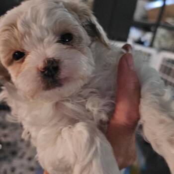 Abbey -  Mixed Breed Dog for Adoption in Mentor, Ohio - Abbey | PetCurious