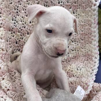 Mixed Breed Dogs Available for Adoption in Williston, Florida - Dixie / Ellie | PetCurious