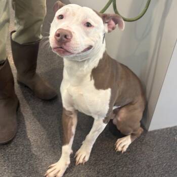 LVH-Stray-14452 -  Mixed Breed Dog for Adoption in Allentown, Pennsylvania - LVH-Stray-14452 | PetCurious