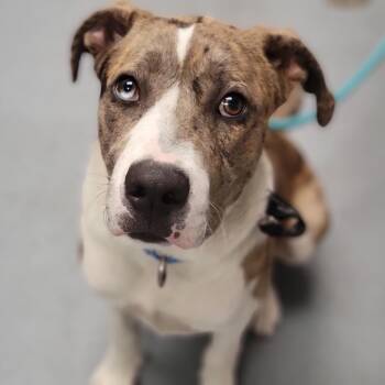 Mixed Breed Dogs Available for Adoption in Sarasota, Florida - Rocky | PetCurious