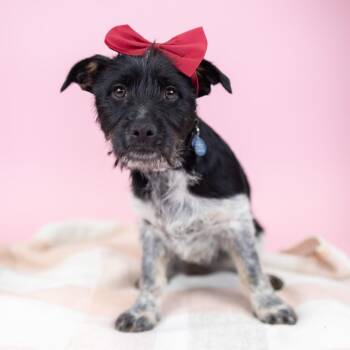 Cattle Dog and Mixed Breed Dogs Available for Adoption - Fettucini | PetCurious