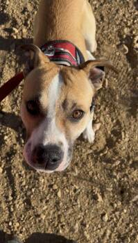 Boxer and Shepherd Dogs Available for Adoption - DOLLY | PetCurious