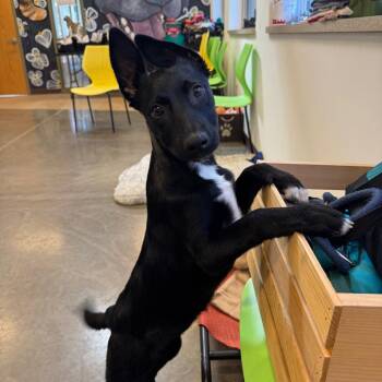 Willa Emme -  Belgian Shepherd Malinois and Border Collie Dog for Adoption in Mankato, Minnesota - Willa Emme | PetCurious