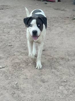Australian Shepherd Dogs Available for Adoption in Tucson, Arizona - COURTESY POST Blu | PetCurious