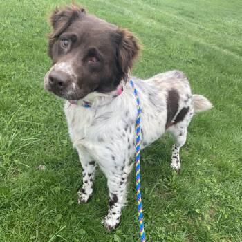Brittany Spaniel Dogs Available for Adoption in Allegan, Michigan - Helena | PetCurious
