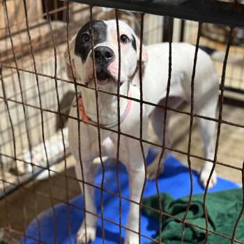 Pit Bull Terrier and Mixed Breed Dogs Available for Adoption in Fort Smith, Arkansas - Cupcake | PetCurious