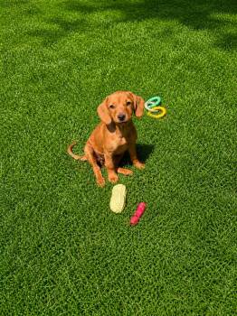Dachshund and Hound Dogs Available for Adoption in Nashville, Tennessee - Skye (F) | PetCurious