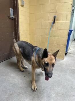 German Shepherd Dog Dogs Available for Adoption in Stockton, California - LUCCHESE | PetCurious