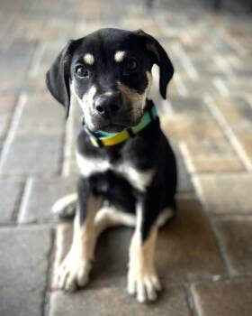 Labrador Retriever Dogs Available for Adoption in Clearwater, Florida - Darrell | PetCurious