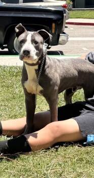 Carson -  Pit Bull Terrier Dog for Adoption in Ventura, California - Carson | PetCurious