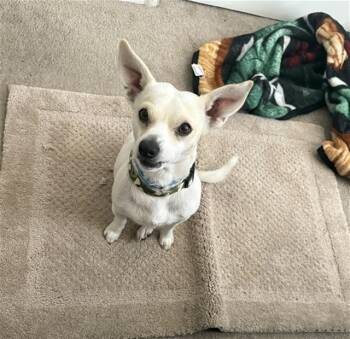 Rescue Chihuahua Dogs for Adoption in Stockton, California - TRIPOD | PetCurious
