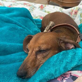 George -  Dachshund Dog for Adoption in Las Vegas, Nevada - George | PetCurious