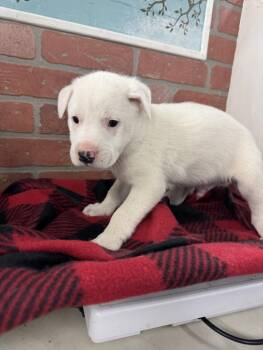 American Staffordshire Terrier and Mixed Breed Dogs Available for Adoption in Houston, Texas - CASPIAN | PetCurious