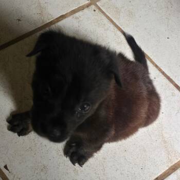 Blue -  Mixed Breed Dog for Adoption in Frederiksted, St. Croix - Blue | PetCurious
