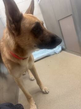 Rescue German Shepherd Dog and Mixed Breed Dogs for Adoption in Farmers Branch, Texas - Rico | PetCurious