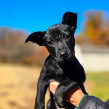 CT Fruit Bat avail Oct 31 -  Australian Cattle Dog Blue Heeler and Labrador Retriever Dog for Adoption in Stormville, New York - CT Fruit Bat Avail Oct 31 | PetCurious
