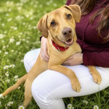 Gatsby -  Labrador Retriever Dog for Adoption in Rockville, Maryland - Gatsby | PetCurious