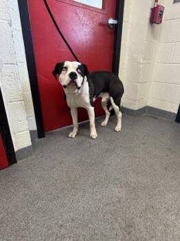 Mixed Breed Dogs Available for Adoption in West Chester, Pennsylvania - Pudgy | PetCurious