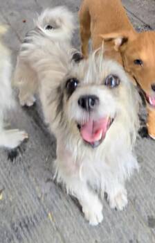 Roxy -  Shih Tzu Dog for Adoption in Saint David, Arizona - Roxy | PetCurious