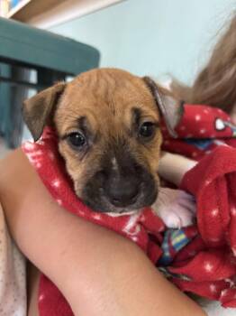 Norman (Lake Litter) -  Pit Bull Terrier and Black Mouth Cur Dog for Adoption in Holly Springs, North Carolina - Norman (Lake Litter) | PetCurious