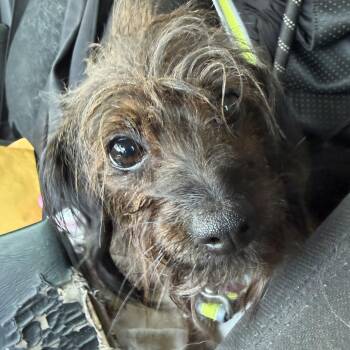 Harley -  Yorkshire Terrier Dog for Adoption in Muldrow, Oklahoma - Harley | PetCurious