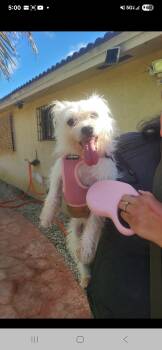 Rescue Pug and Schnauzer Dogs for Adoption in Miami, Florida - Coco | PetCurious