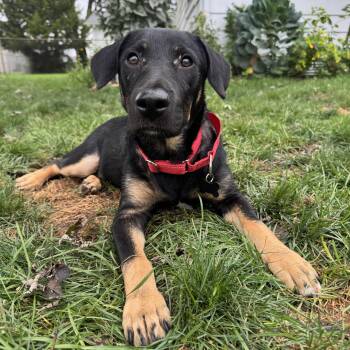 Wally -  Corgi and Australian Shepherd Dog for Adoption - Wally | PetCurious