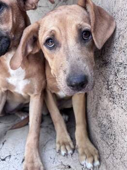 A479277 -  Hound and Catahoula Leopard Dog Dog for Adoption in Oklahoma City, Oklahoma - A479277 | PetCurious