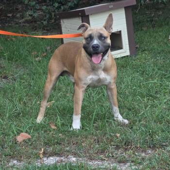 Skyler -  Pit Bull Terrier Dog for Adoption in Clanton, Alabama - Skyler | PetCurious