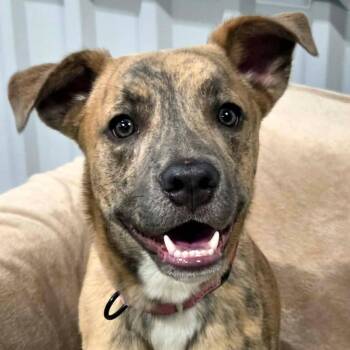 Latte Lou -  Pit Bull Terrier Dog for Adoption in Racine, Wisconsin - Latte Lou | PetCurious