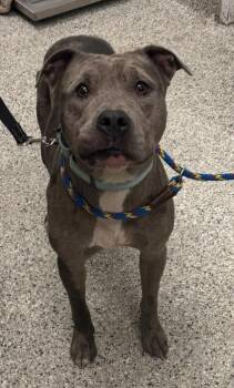 Al Barkland -  Pit Bull Terrier and Mixed Breed Dog for Adoption in Kansas City, Missouri - Al Barkland | PetCurious