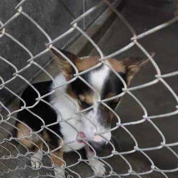 PINTO -  Mixed Breed Dog for Adoption in Carlin, Nevada - PINTO | PetCurious