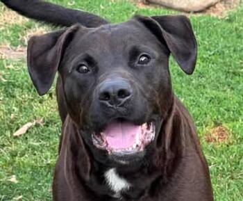 Cocoa -  Labrador Retriever Dog for Adoption in Euclid, Ohio - Cocoa | PetCurious